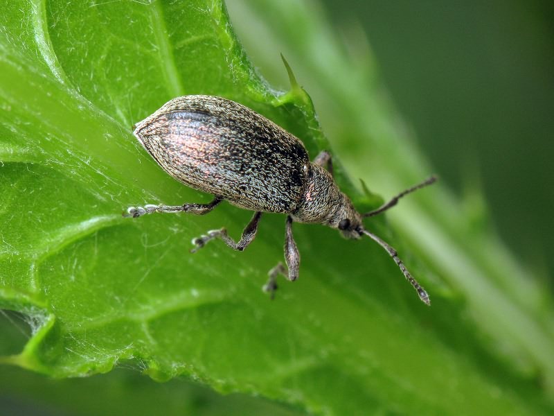 Phyllobius pyri (Linnaeus, 1758)